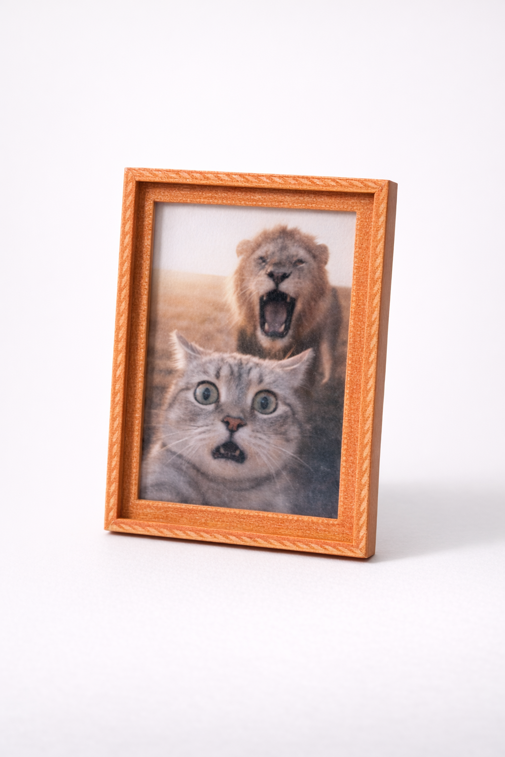 Scaredy Cats fridge magnet