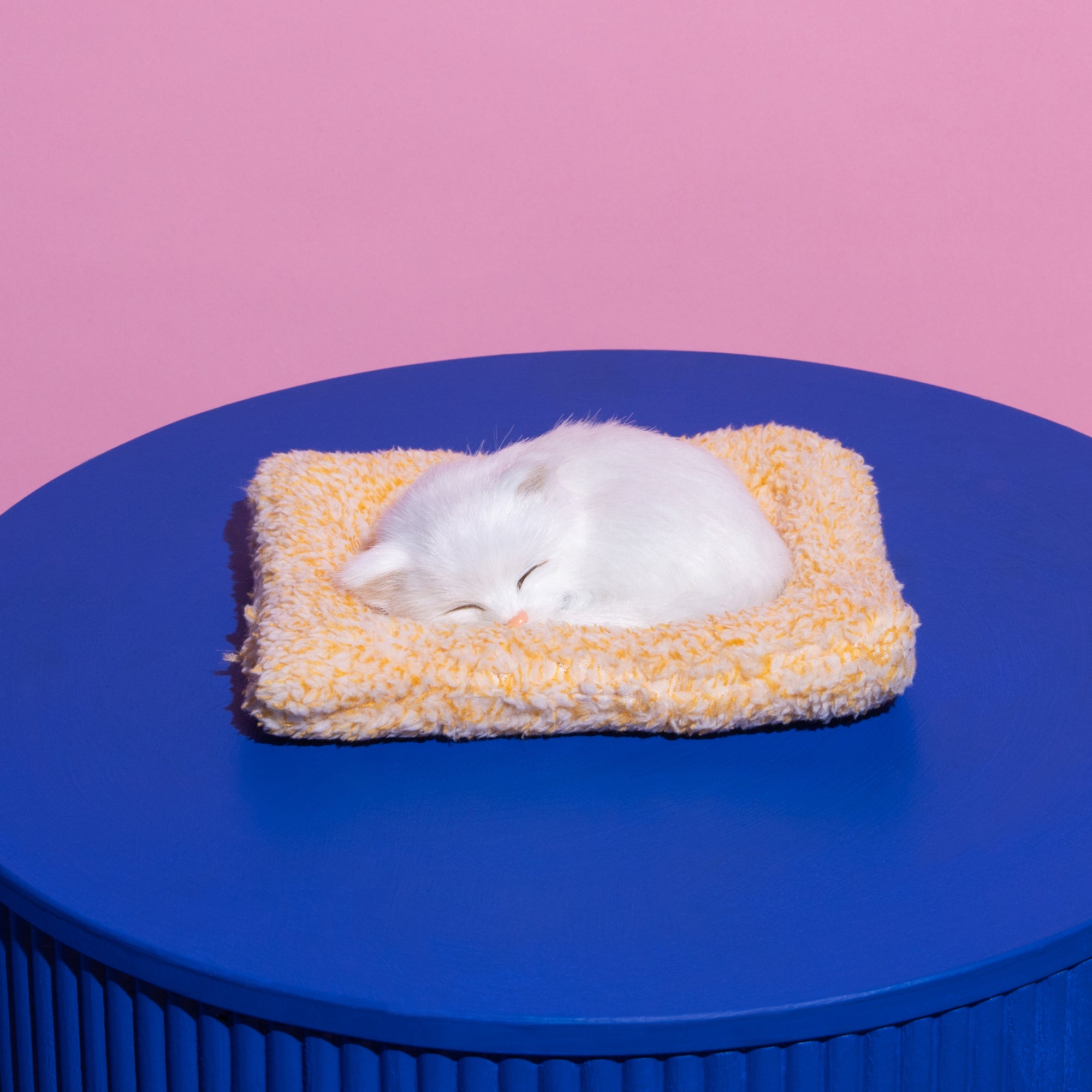 White Sleeping kitten-Fun-Little Fish Co.
