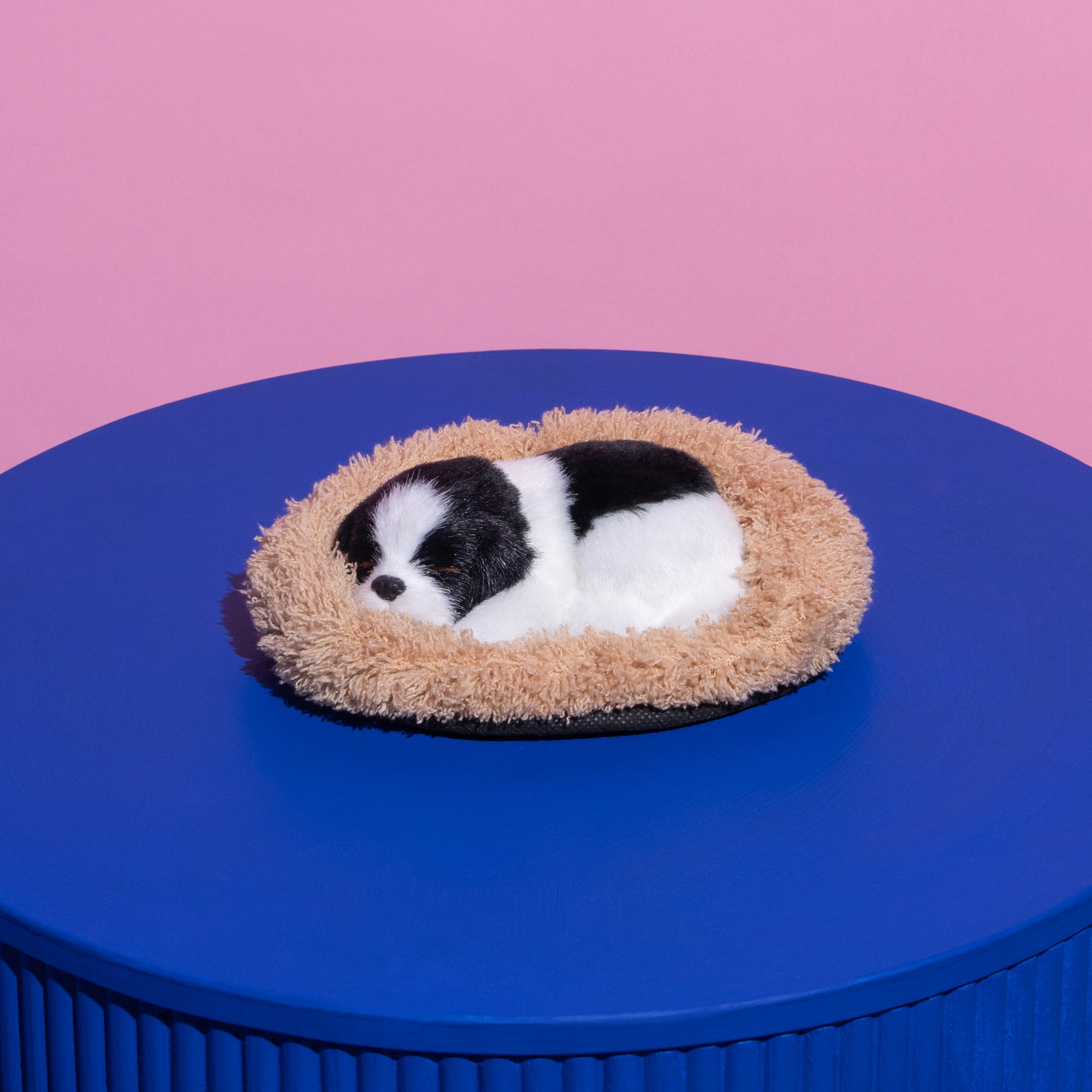 Sleeping Border Collie Puppy-Fun-Little Fish Co.