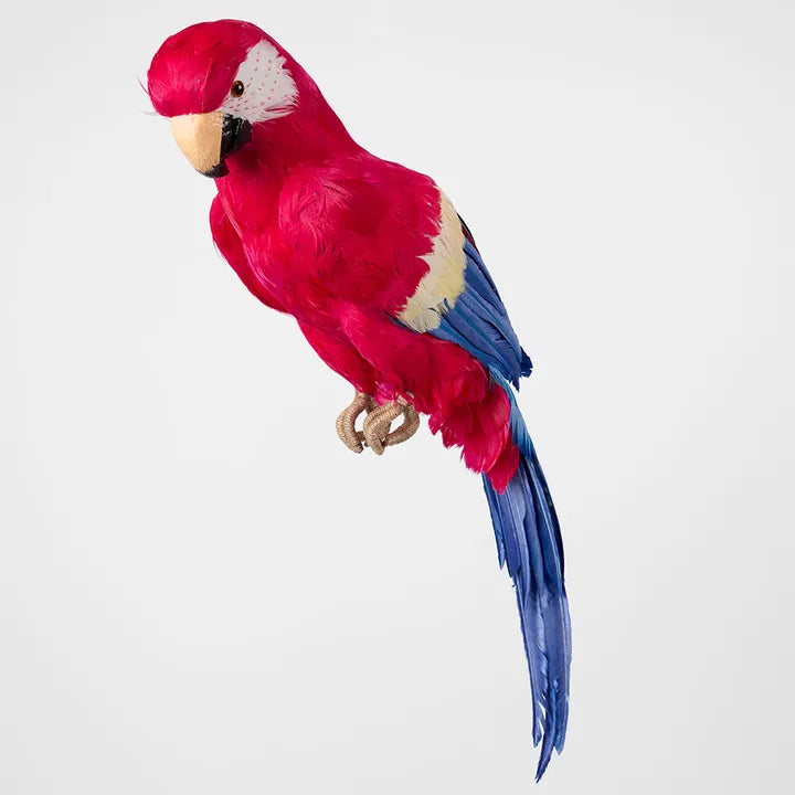 Marron Giant Parrot-Top 30 Christmas-Little Fish Co.