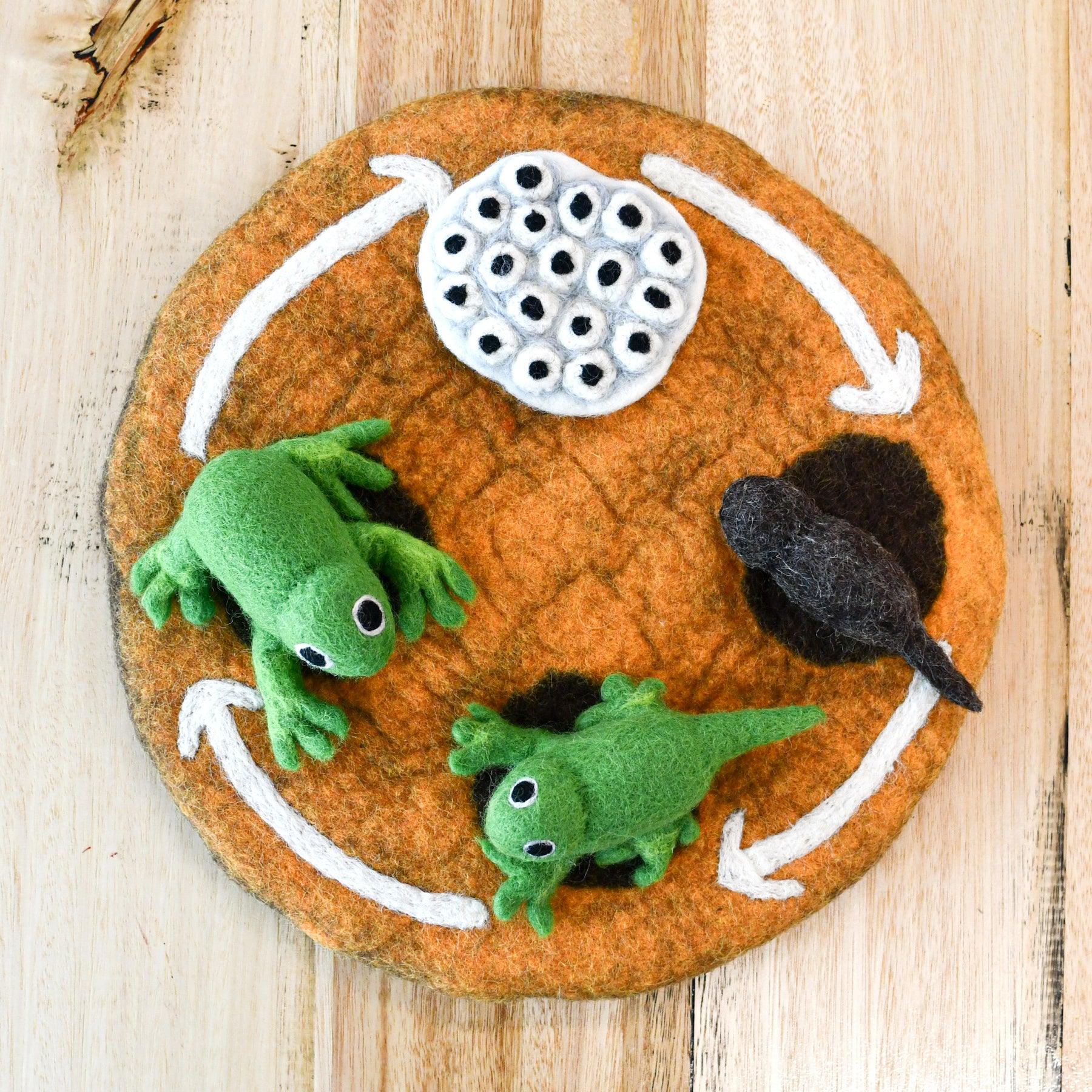 Felt Lifecycle of a Frog-Fun-Little Fish Co.